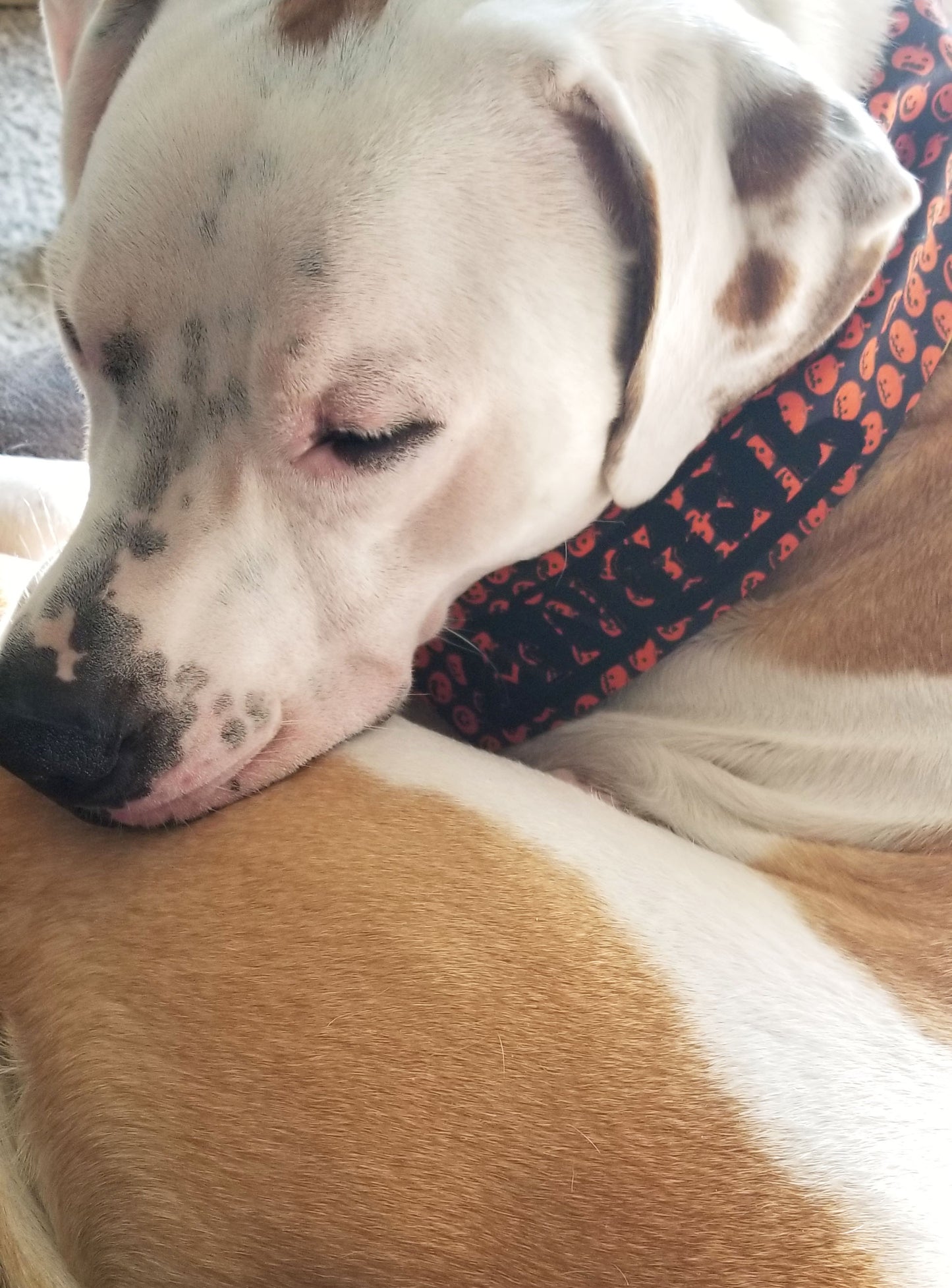 Dog bandanas